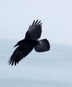 crow_flying_stk_2_by_lubellemanipulation-d3e24dr